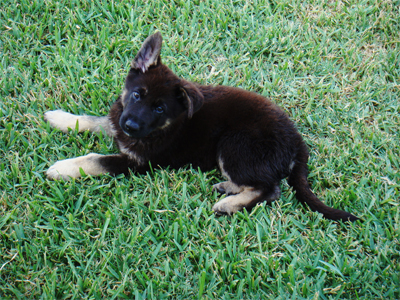 von der Dornburg pup