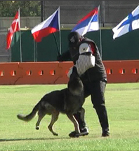 German Shepherd photos